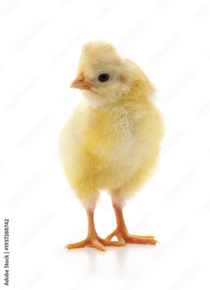 Obraz premium Small yellow chick standing on a white background.