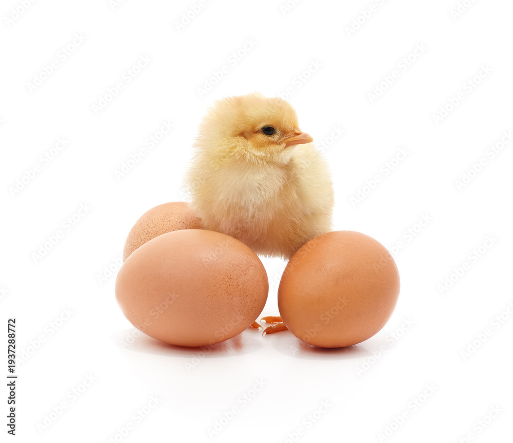 Fototapeta premium Small yellow chick standing among brown eggs.