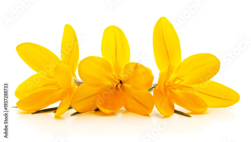 Three yellow crocus flowers on a white background.