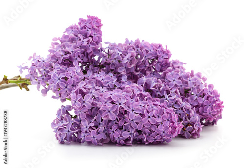 Beautiful purple lilac branch on white background.