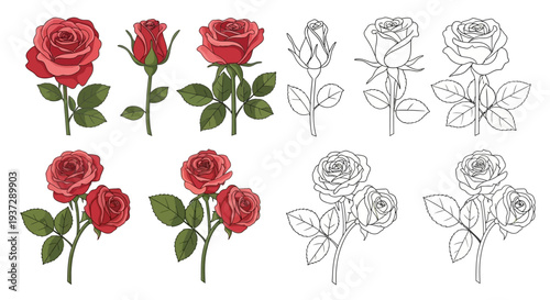 Collection of hand-drawn rose illustrations in various stages of bloom and bud, featuring realistic details and botanical accuracy for design projects
