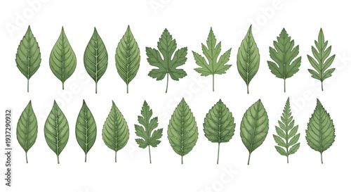 A diverse collection of eighteen distinct green leaves showcasing various shapes and textures is neatly arranged against a pure white background.