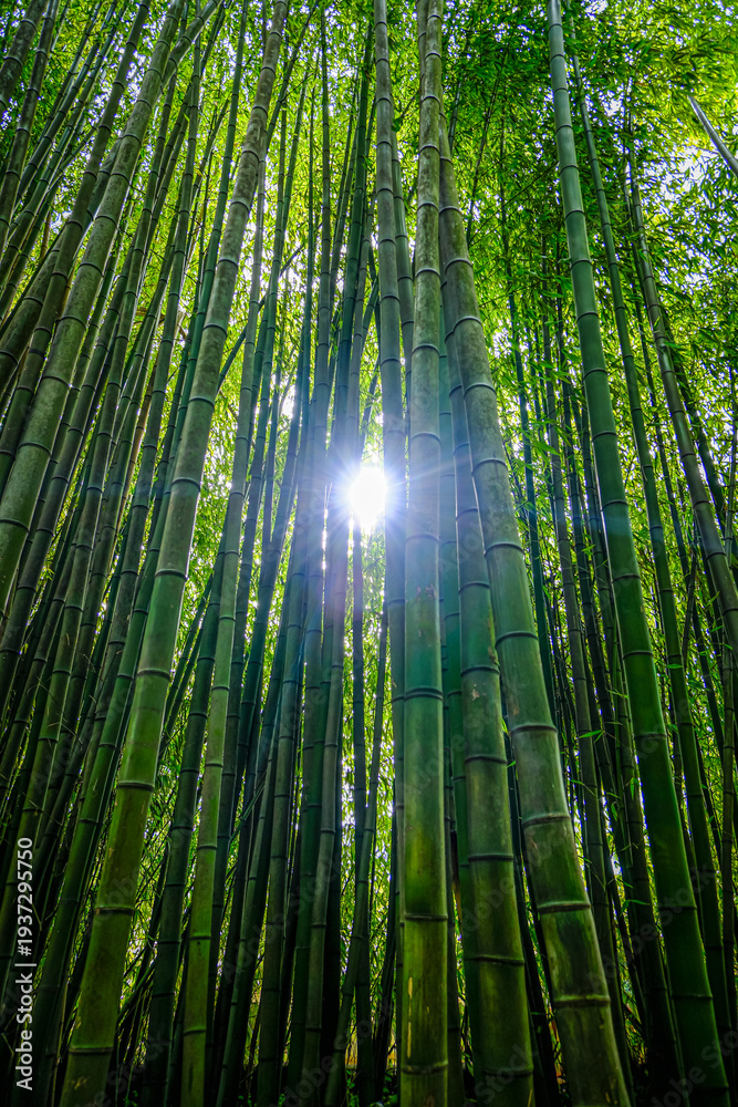 Fototapeta premium Sunlight shining through tall bamboo forest, green nature background