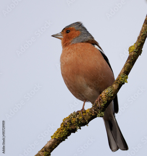 chaffinch on branch 