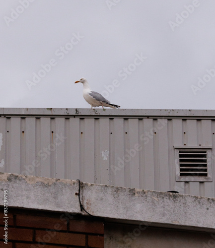 seagull on the roof