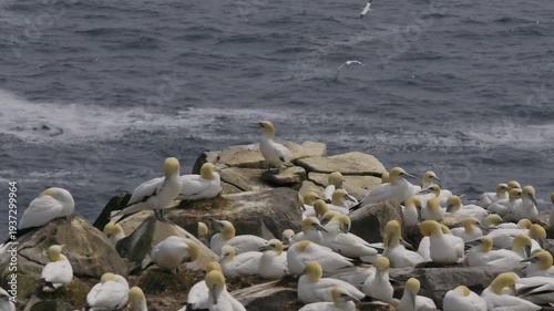 Northern Gannets at Cape St. Mary's Ecological Reserve in Newfoundland and Labrador, Canada. 
