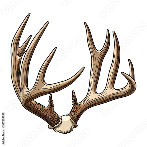 Hand drawn vintage deer antlers illustration isolated on white background for hunting and outdoors