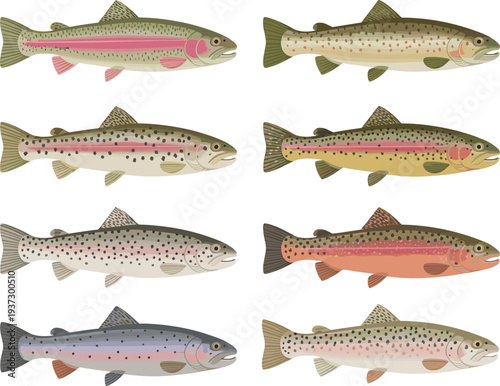 Rainbow trout fish illustration collection isolated on light background, detailed freshwater fish species set for fishing design, wildlife art, aquatic nature theme