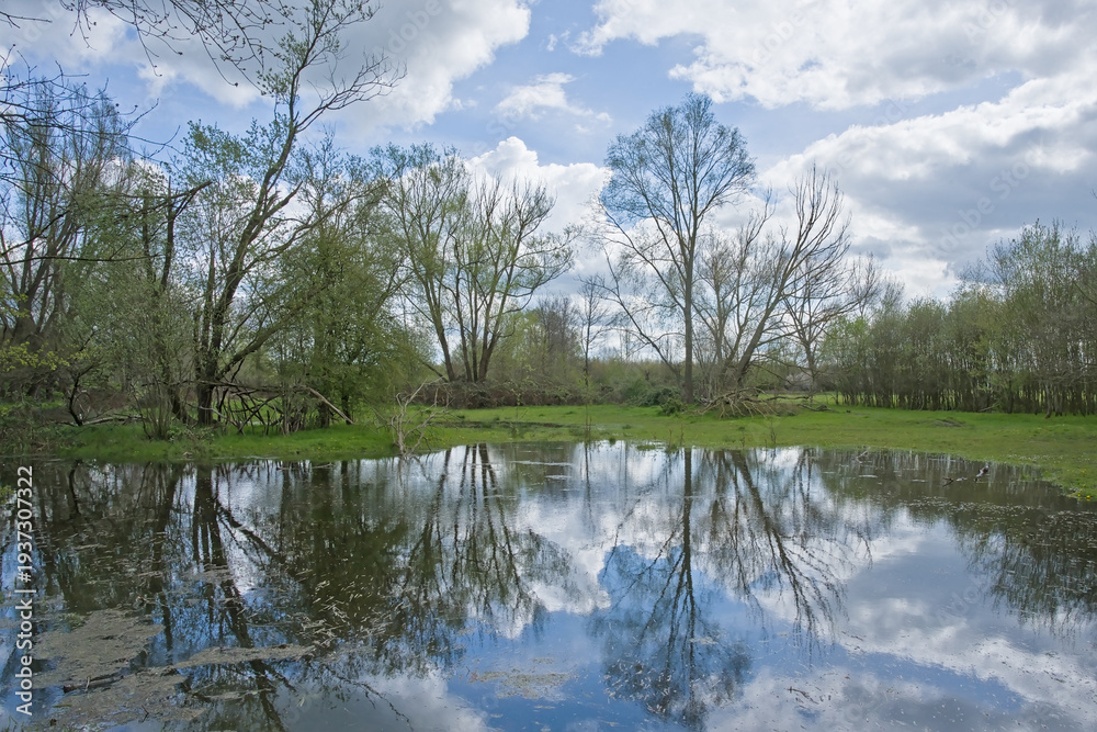 Obraz premium Flooded meadow with trees and cloudy sky reflecting in the water on a spring day in Gentbrugse Meersen nature reserve, Ghent, Flanders, Belgium 