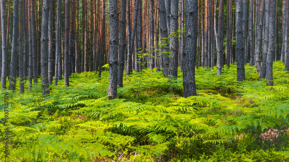 Obraz premium Many green ferns cover the ground in a dense forest. Tall trees rise above the ferns, creating a natural environment. Sunlight filters through the leaves, showing the greenery.