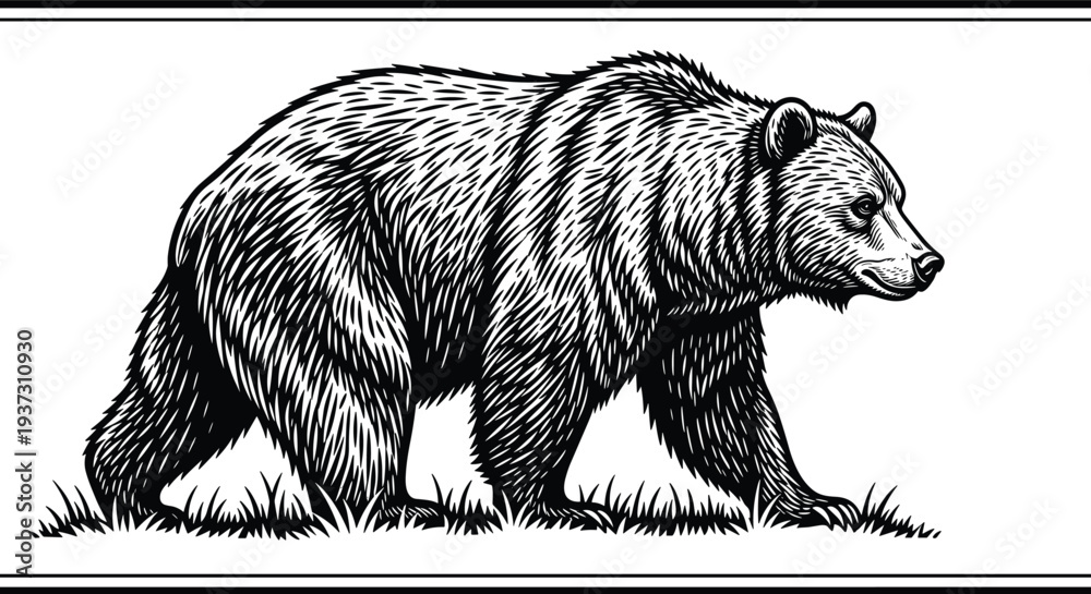 Fototapeta premium Grizzly bear walking on grass field silhouette collection cad drawing flat vector illustration for wildlife nature forest and zoo design.