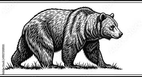 Grizzly bear walking on grass field silhouette collection cad drawing flat vector illustration for wildlife nature forest and zoo design.