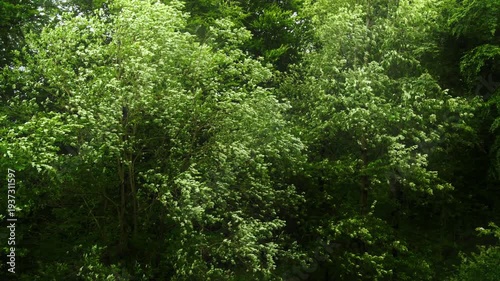 Branches of green deciduous trees with lush foliage in summer moving beautifully in gusts of wind and rain