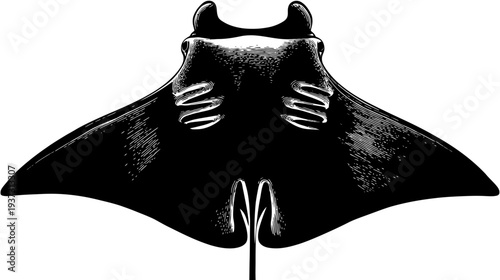 Stylized, high-contrast illustration of a manta ray in silhouette, with gills and fins