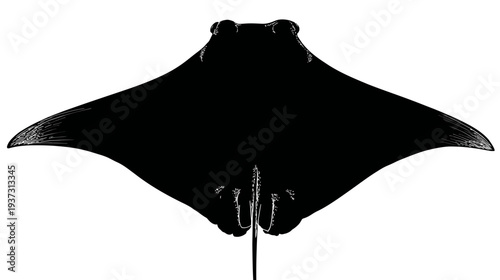 A black and white illustration of a manta ray gracefully gliding through the ocean