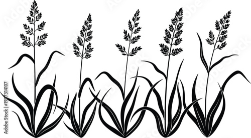 Wild meadow grass and cereal plant silhouette set, botanical nature field elements, cad drawing flat vector illustration, isolated on white