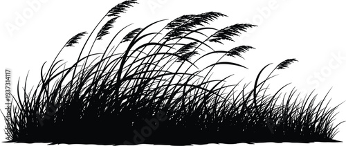 Wild grass and reeds blowing in wind silhouette, meadow plant field, cad drawing flat vector illustration, nature landscape greenery element