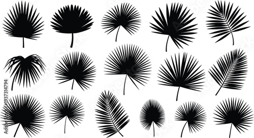 Collection of various palm tree leaves silhouettes