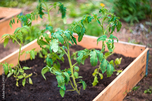 Young tomato plants growing in a raised garden bed
