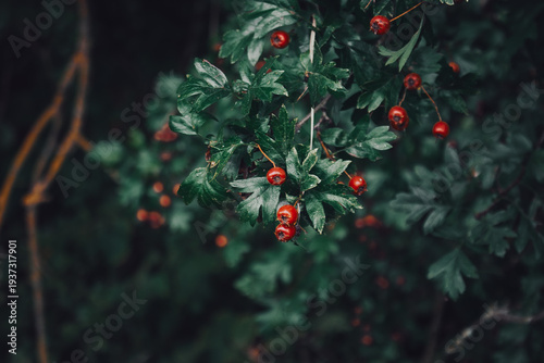Red hawthorn berries on green leaves in forest