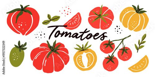 Tomato illustration. Hand drawn heirloom cherry grape plum and sliced tomatoes. Red yellow green vegetable collection. Botanical food drawing