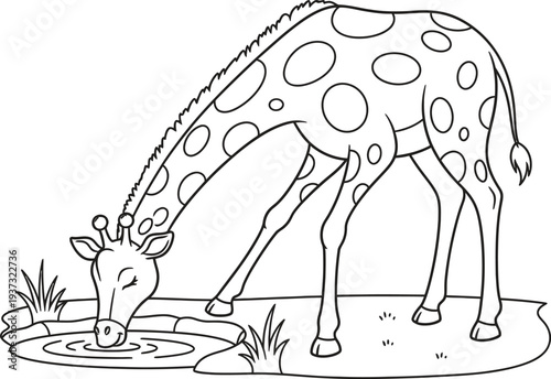 A giraffe bending down to drink from a watering hole isolated on transparent background