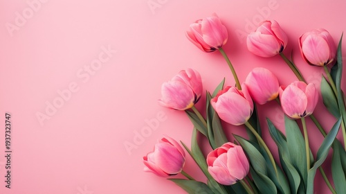Colorful Pink Tulips Arranged on a Soft Pink Background During Spring Season