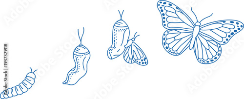 Blue line drawing of butterfly life cycle stages caterpillar chrysalis and butterfly Keywords: butterfly, life cycle