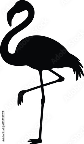 Black silhouette of a flamingo with its neck curved and standing on one leg on a white background bird