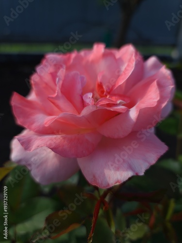 Pink rose flower with layered petals and green leaves in a garden setting, showcasing vibrant colors and natural beauty under soft sunlight