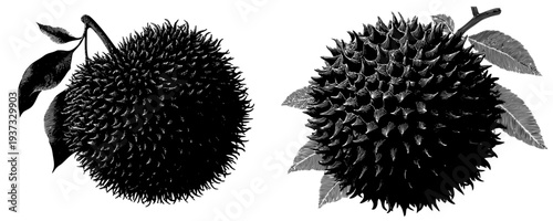 Silhouette of a Rambutan Fruit