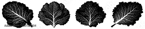 Elegant Silhouette of Swiss Chard Leaf