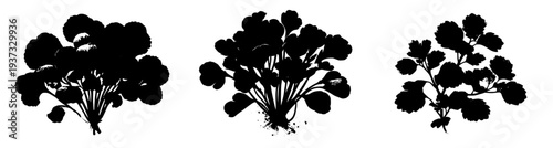 Silhouette of a Watercress Bunch