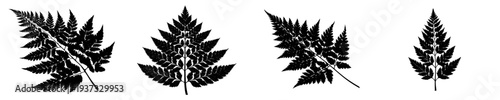 Silhouette of Fern Frond in Black and White