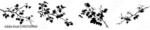 Silhouette of thorny branches bearing berries
