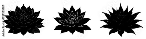 Elegant Silhouette of Black Haworthia Flower