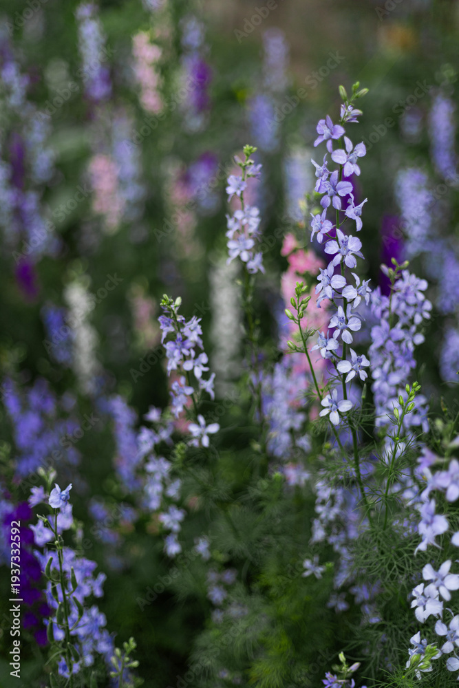 Obraz premium Beautiful blooming garden flowers in mixed pastel shades creating a vibrant floral background in nature
