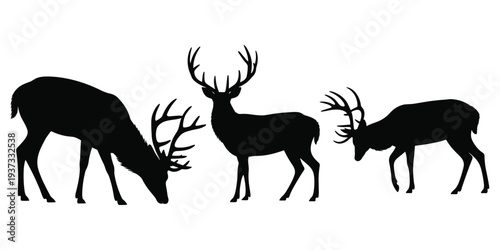 Three Black Silhouettes of Stags with Antlers on a White Background Keywords: stag, deer, buck, male deer, antlers, wildlife