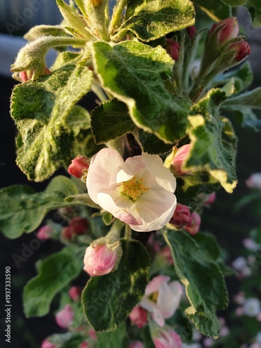apple tree blossom in spring afternoon sunlights