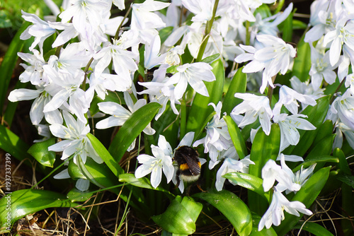Queen, bumblebee species in the Bombus lucorum-complex on flowering White Squill (Scilla mischtschenkoana). Dutch garden. Family Asparagaceae. March, Netherlands