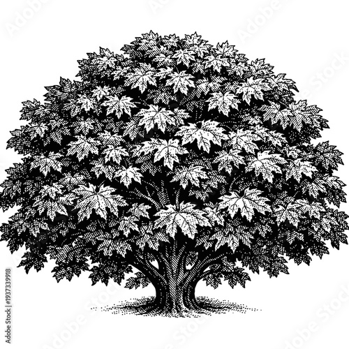 Vintage B&W engraving of a majestic tree with broad, lobed leaves and strong trunk. Intricate botanical illustration. Ideal for nature, historical, and design projects, offering a timeless, elegant ae