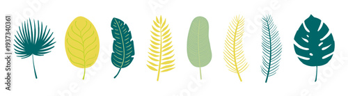 Palm tree, tropical leaves illustration isolated set. Seasonal design element, foliage, summer holidays, vacations, resort. Jungle, rainforest plant. Flat clip art collection, hand drawn vector