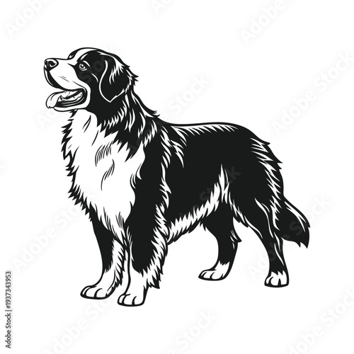Black and white bernese mountain dog illustration