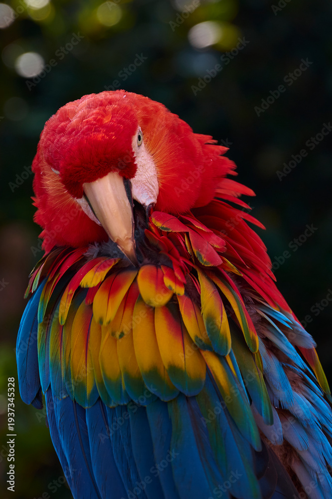 Fototapeta premium scarlet macaw, ara macao macao