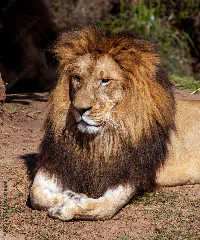 Obraz premium African Lion (Panthera Leo)