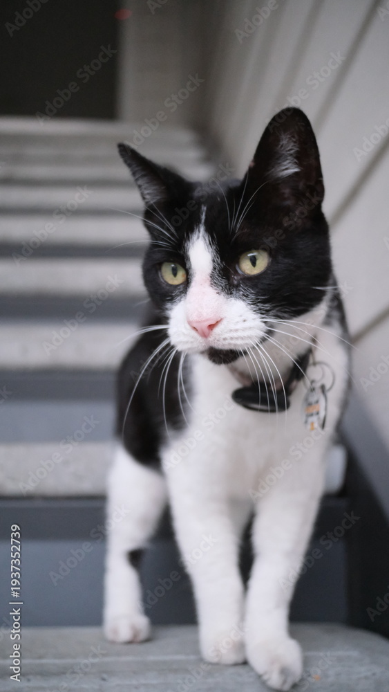 Obraz premium black and white cat