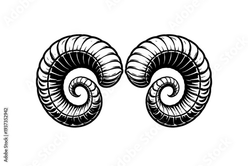 Black and white illustration of two spiral seashells facing each other on a white background, symbolizing harmony and balance.