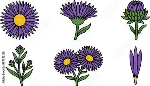 Flat design botanical vector aster flower set close up top view side stem buds purple petals yellow center isolated illustration