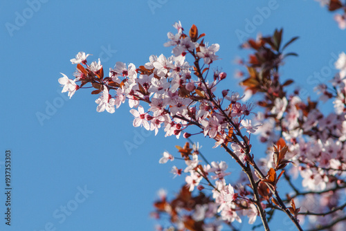 blossoms on ornamental cherry plum tree branch