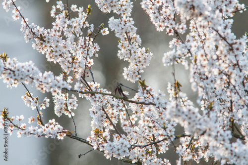 blossoms on ornamental cherry plum tree branch